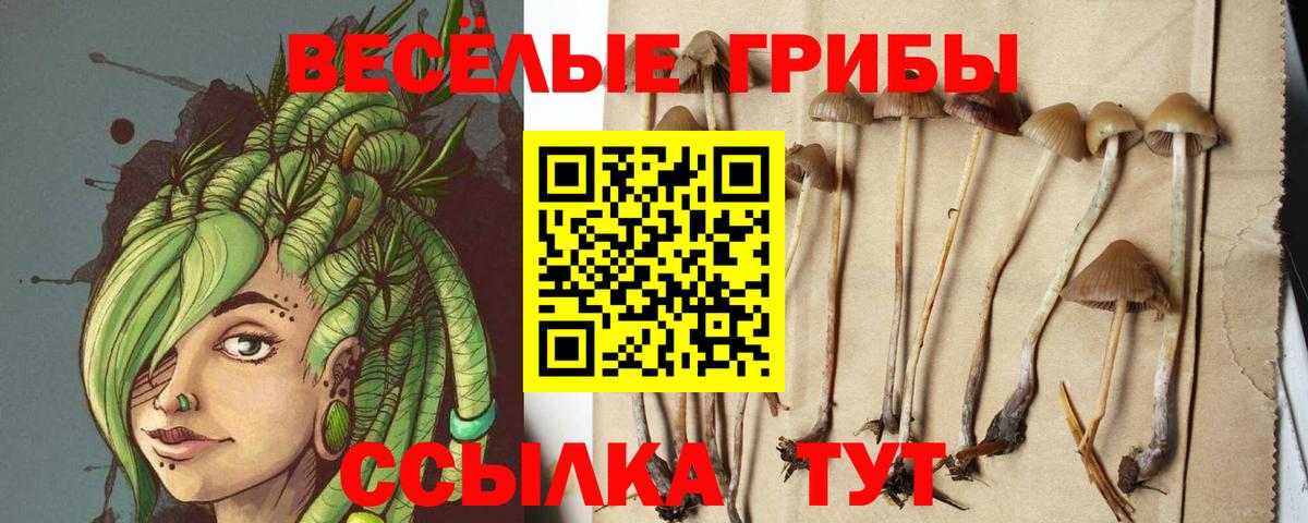 Корсаков  Псилоцибиновые грибы Psilocybe  Вход с VPN 